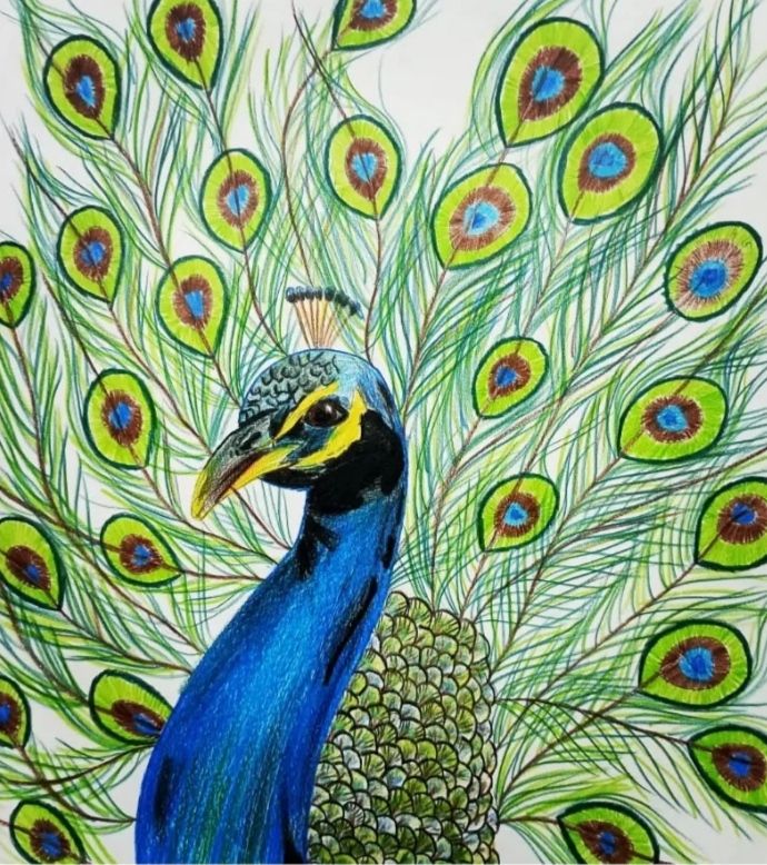 Peacock – beautiful things don’t ask for attention…